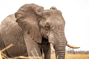 Wildlife Refuges: African elephant (Loxodonta africana)