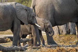 African elephant (Loxodonta africana)