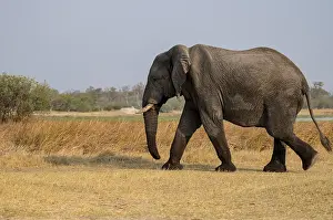 Wildlife Refuges: African elephant (Loxodonta africana)
