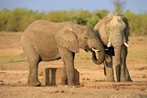 Watering: African elephant (Loxodonta africana)