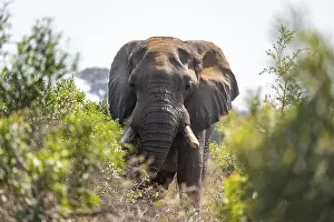 Vine: African elephant (Loxodonta africana)
