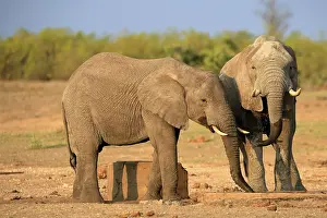 Watering: African elephant (Loxodonta africana)