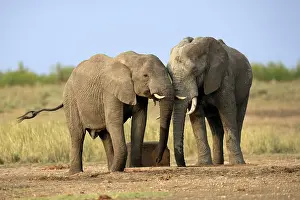 Watering: African elephant (Loxodonta africana)