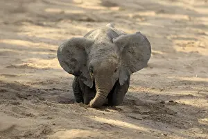 Burrow: African elephant (Loxodonta africana)
