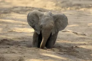 Burrow: African elephant (Loxodonta africana)