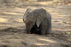 Burrow: African elephant (Loxodonta africana)