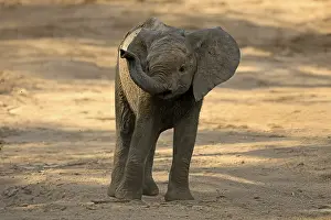 Trunks: African elephant (Loxodonta africana)