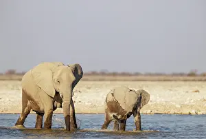 Two Animals: African Elephant (Loxodonta africana)