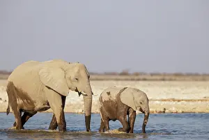 Two Animals: African Elephant (Loxodonta africana)