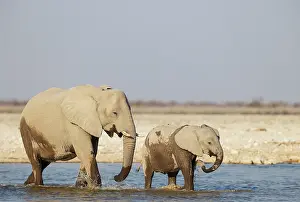 Two Animals: African Elephant (Loxodonta africana)