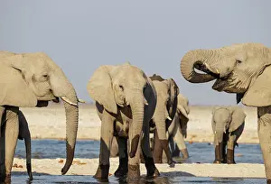 Full Length: African Elephant (Loxodonta africana)