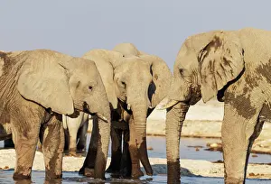 Full Length: African Elephant (Loxodonta africana)
