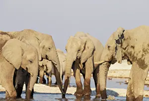 Full Length: African Elephant (Loxodonta africana)