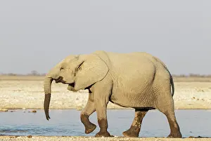 Full Length: African Elephant (Loxodonta africana)