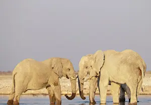 Full Length: African Elephant (Loxodonta africana)