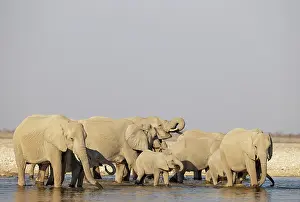 Full Length: African Elephant (Loxodonta africana)