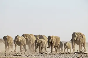Full Length: African Elephant (Loxodonta africana)