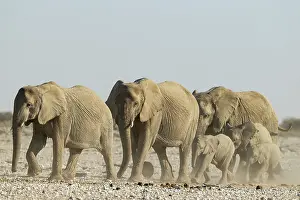 Full Length: African Elephant (Loxodonta africana)