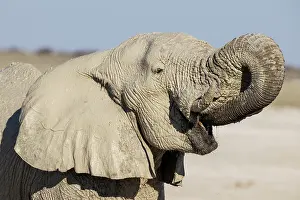 Side View: African Elephant (Loxodonta africana)