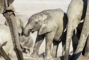 Full Length: African Elephant (Loxodonta africana)