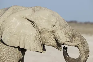 Side View: African Elephant (Loxodonta africana)