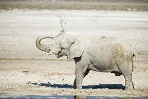 Full Length: African Elephant (Loxodonta africana)