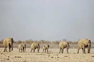 Full Length: African Elephant (Loxodonta africana)