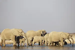 Full Length: African Elephant (Loxodonta africana)