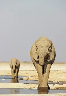 Two Animals: African Elephant (Loxodonta africana)