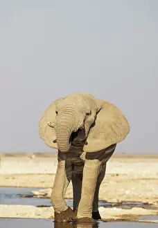 Full Length: African Elephant (Loxodonta africana)
