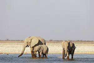 Full Length: African Elephant (Loxodonta africana)