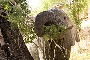 Lodge: African Elephant (Loxodonta africana), Arathusa