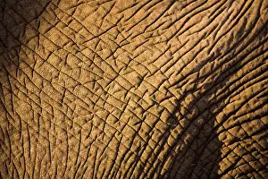 Lodge: African Elephant (Loxodonta africana), Arathusa