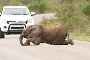 Transborder: African elephant (Loxodonta africana) baby elephant