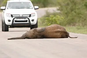 Sleep: African elephant (Loxodonta africana) baby elephant