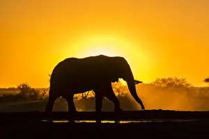 Botswanan: African elephant (Loxodonta africana) in backlight