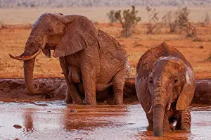 Cleanse: African Elephant (Loxodonta africana) bathing, Tsavo