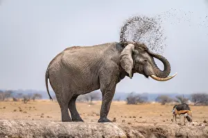 Splash: African elephant (Loxodonta africana), bathing at a