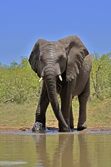 Bulls: African elephant (Loxodonta africana), bull, male, at the