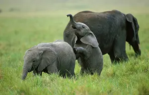 Nosed: African Elephant (loxodonta africana), Calf Play