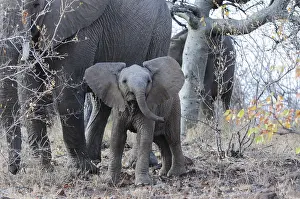 Limpopo: African Elephant (Loxodonta africana) calf, Sou