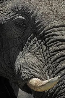 Trunked: African elephant (Loxodonta africana), close-up