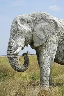 Kunene: African elephant (Loxodonta africana), covered in