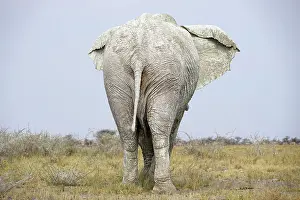 Kunene: African elephant (Loxodonta africana), covered in