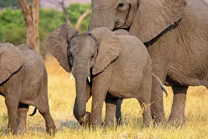 Botswanan: African elephant (Loxodonta africana), cow with