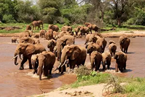 Poach: African Elephant, Loxodonta africana, crossing