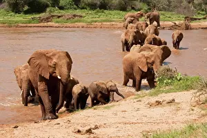 Poach: African Elephant, Loxodonta africana, crossing