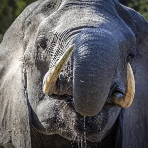 Wildlife Refuges: African elephant (Loxodonta africana) drinking, portrait