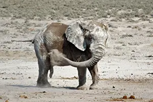 Dusting: African elephant (Loxodonta africana) dusting its