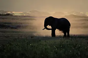 Trunked: African elephant (Loxodonta africana), dusts itself